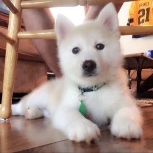 Meet your Posher, Anthony